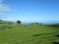 Teepflanzen, bei Chá Gorreana - São Miquel - Azoren