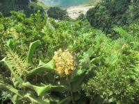 Blick auf die Caldeiras von Furnas - São Miquel