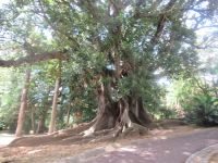 Ein riesen „Ficus macrophylla“ im botanischen Garten António Borges - São Miguel, Azoren