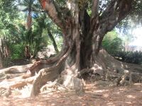 Die Wurzel des „Ficus macrophylla“ im botanischen Garten António Borges - São Miguel, Azoren