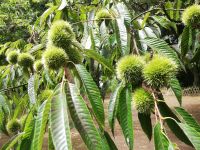 Kastanien im Terra Nostra Park  - Furnas - São Miquel, Azoren 