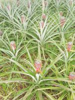 Ananas Plantage die Blüten und kleine Früchte - Ponta Delgada, São Miquel, Azoren