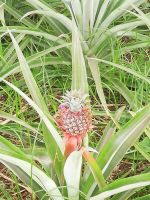 So wächst Ananas - Ananas Plantage - Ponta Delgada, São Miquel, Azoren