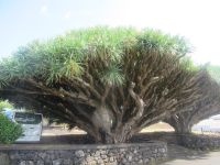 Drachenbaum auf der Insel Pico, Azoren