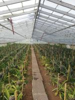 Ananas Plantage „Ananaces A. Aruda“  - in Ponta Delgada, São Miquel, Azoren