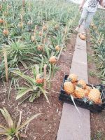 Ananas Plantage - die reifen Früchte - Ponta Delgada, São Miquel, Azoren