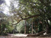 Ein „Ficus macrophylla“ im botanischen Garten António Borges - São Miguel, Azoren