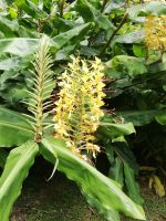 Schmetterlingsingwer - Kahili-Ingwer - Hedychium auf São Miquel
