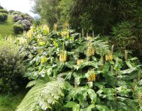 Schmetterlingsingwer und Hortensien - São Miquel