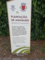 Plantacao de Anananes - in Ponta Delgada, São Miquel, Azoren