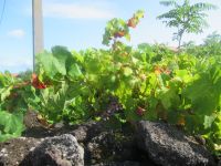 Weinreben - auf Vulkanstein - Pico, Azoren 