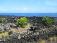 Weinanbau geschützt von Lavastein Abgrenzungen - Pico, Azoren