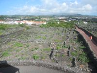 Die Weinfelder - Umrandungen aus Vulkanstein - sog. „currais