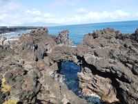 Wild - schwarz - blau - Pico, Azoren