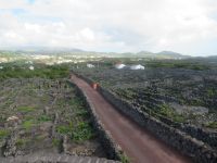 Die Weinfelder - Umrandungen aus Vulkanstein - sog. „currais