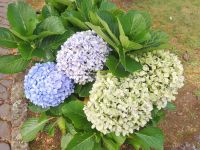 Hier blühen die noch die Hortensien in voller Pracht - São Miguel, Azoren