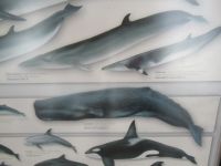 Pottwal - Meeresbewohner - Whale Watching Tour - Horta - Faial, Azoren