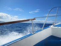 Walbeobachtung -  Horta - Faial, Azoren