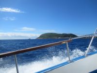 Walbeobachtung -  Horta - Faial, Azoren