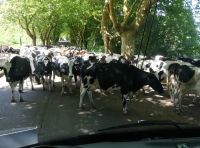 Die Kühe haben die Vorfahrt - auf dem Weg nach Biscoitos