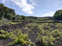 Weiberge in Biscoitos - Terceira, Azoren 