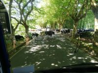 Die Kühe stoppen dem Verkehr - auf dem Weg nach Biscoitos