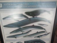 Meeresbewohner - Whale Watching Tour - mit Base Peter Zee - Horta - Faial, Azoren