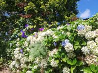 Hier oben blühen noch die Hortensien - Sete Cidades, São Miguel, Azoren