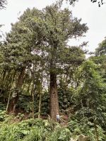 und eine der weltweit größten Araukarien (Norfolk Island Pinie)