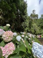 immer wieder...in üppiger Pracht!