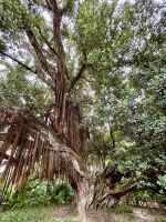 Parque Terra Nostra: gleich am Eingang ein riesiger neuseeländischer Weihnachtsbaum (Metrosideros robusta)