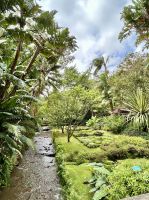 und üppige Farne, Palmen überall