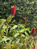 diese Blumen nennen die Azorianer die 