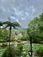 riesige Farnbäume überall