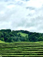 Teesträucher in Reih und Glied