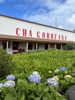 im Gebäude wurde uns die Weiterverarbeitung der Teeblätter gezeigt