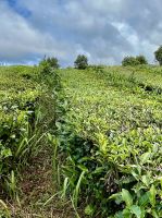 es gibt verschiedene Qualitätsstufen an den Teesträuchern