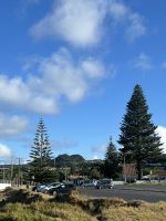 riesige Araukarien beim Stopp am Strand