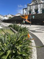 Strelitzien (Papageienblume) sieht man häufig
