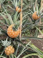 und immer nur eine pro Pflanze