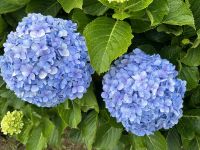 auch die Hortensien begeistern immer wieder