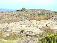 buntes Leben auf dem Vulkanfeld