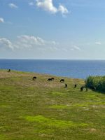 glückliche Kühe geben gute Milch!