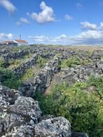 die Weinfelder von Pico - ein Weltkulturerbe 