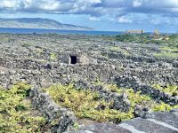 die Weinreben wachsen im Lavageröll