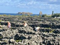 die Weinreben müssen gepflegt werden.JPG