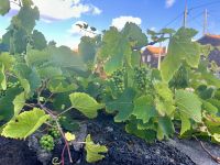 auch hier wieder Weinreben
