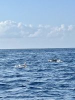 eine Delfinfamilie tumelt sich hier