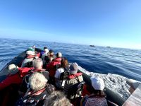 in rasanter Fahrt geht es dahin, wo ein Wal gesichtet wurde...