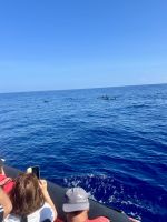 die Delfine tummeln sich munter 